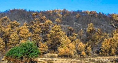 Keçiboynuzu ağacı yangınlara set olacak 