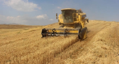 Kendi arazisinde buğday yetiştirdi