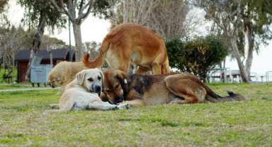 Kent Konseyi'nde köpekler için orman önerisi 