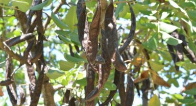 Kilosunu 2 dolardan satıyor