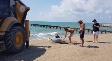 Kıyıya ölü yunus vurdu