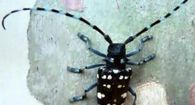 Kurşun değil böcek deliği!