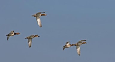 MAK av listesini yayımladı 