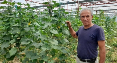 Örtü altı üretim 18 bin dekara çıktı