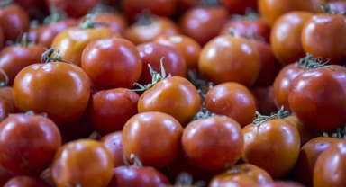 Tarım, gıda ve içecek sektöründe 12,23 milyar dolarlık ihracat