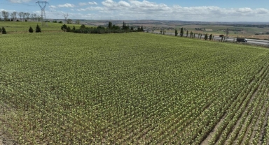 Tarım ve Orman Bakanlığı çiftçilerin yüzünü güldürdü