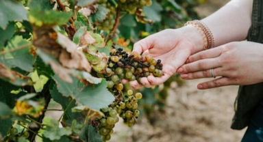 Hastalığa karşı NASA yardımı