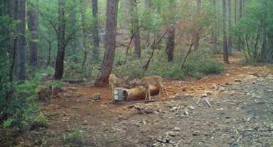 Yaban hayvanları için 900'ü aşkın yalak yapıldı