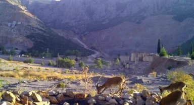 Yaban hayvanları için can suyu havuzu