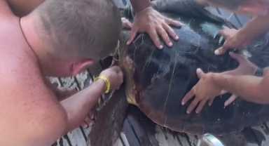 Yaralı deniz kaplumbağasını için yardım mücadelesi