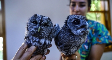 Yaralı kerkenez ile iki baykuş tedavi edildi