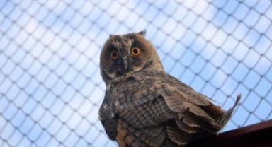 Yavru baykuşlar doğaya salındı