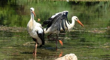 Yavru leylekler doğaya salındı