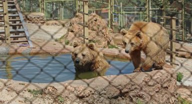 Sevimli dostlara buzlu meyveler