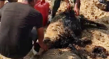 Zifte batan koyunun imdadına itfaiye yetişti