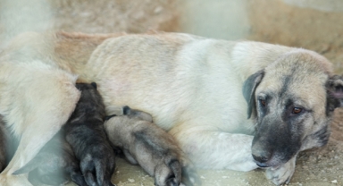 5 yavru köpek ve anneleri kurtarıldı