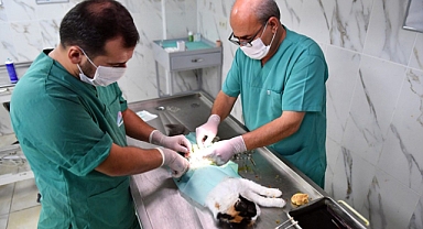 8 ayda 1600 sahipsiz hayvan kısırlaştırıldı