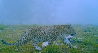 Sislerin arasında Anadolu parsı