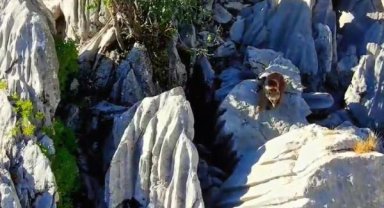 Ayı ile 2 yavrusu zirvede görüntülendi