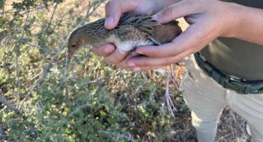 Bıldırcın kılavuzu kurtarıldı