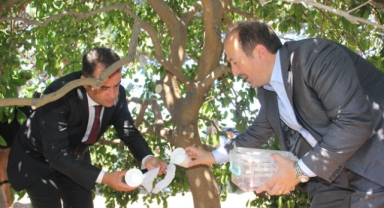 Böcekler meyve bahçelerine salındı