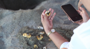 Caretta caretta yuvaları takip altında