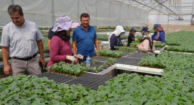  'En fazla örtü altı üretimin yapıldığı yer'