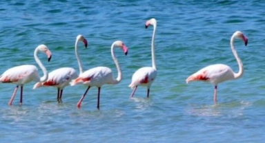 Flamingolar kurumak üzere olan Burdur Gölü'nde