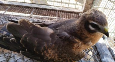 Yararlı ala doğana helikopterli sevk