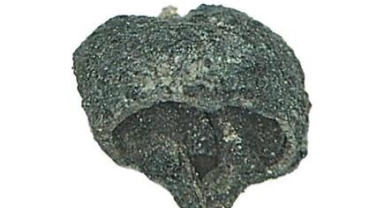 Genç Tunç Çağı'na ait üzüm çekirdeği bulundu 