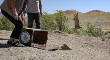 'GPS'li gökdoğan kurtarılıp doğaya salındı