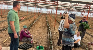 Güz dönemi domatesleri ekildi