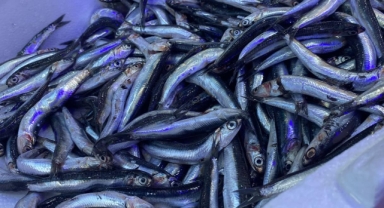 Hamsinin boyu küçüldü