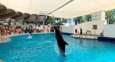 İki haftada 1 yunus 1 de fok öldü!