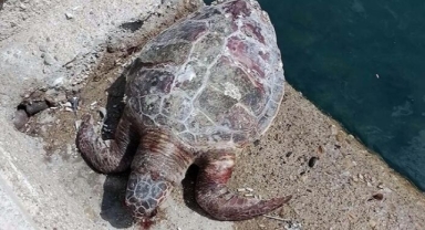 Kıyıda bulunan caretta caretta öldü