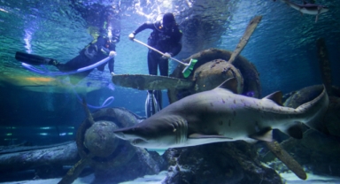 Köpek balıkları arasında temizlik!