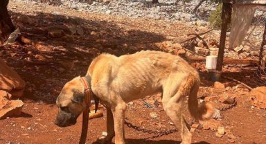 Tepki çeken görüntü 