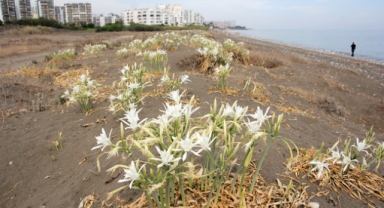 Korunan kum zambakları çiçek açtı