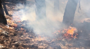 Muğla'da orman yangını
