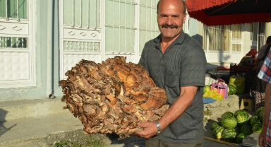 Ormanda 37 kiloluk mantar buldu