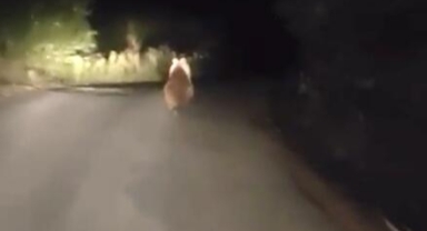 Otomobilin önüne ayı çıktı