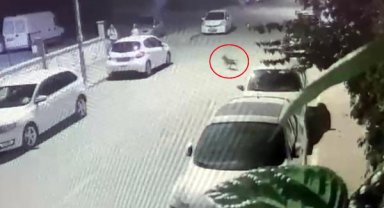 Sahipsiz pitbull dehşet saçtı