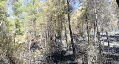 Serik'te orman yangını