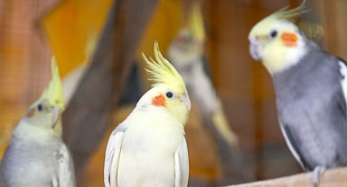 Tahliye tartışması kuşları canından etti