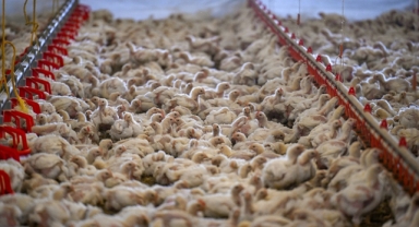 Tavuk eti üretimi yıllık bazda yüzde 3,3 arttı