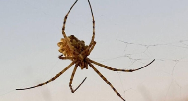 Tehlikeli örümcek Türkiye'de görüldü