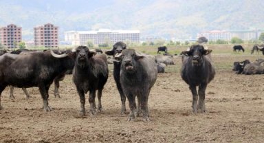 30 yılda 194 milyon arttı