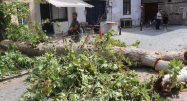 Turunçgil böceğinin ağacı çürüttü