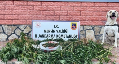 Uyuşturucu operasyonunda 2 zanlı yakalandı