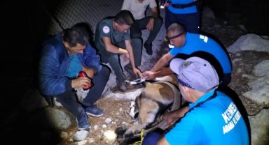 Yaralı dağ keçisi tedaviye alındı